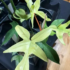 Philodendron Florida Ghost Plant - Vibrant Green Leaves & Unique Ghost Pattern - Perfect for Indoor Gardening