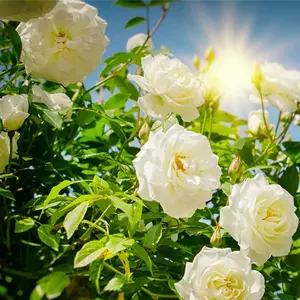 Bowl lotus, rose flower, combination flower seeds! The courtyard becomes a fairyland in seconds and blooms effortlessly in all seasons, and novices can also plant pots! Click to get the "Lazy Garden" set