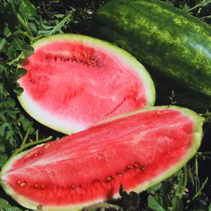 Heirloom Striped Klondike Blue Watermelon Seeds - Grow Heirloom Seeded Watermelons