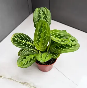 RZ-23  Lemon Lime Maranta Live Indoor Plant 4 Inch Nursery Pot, Prayer Plant with Striped Foliage, Tropical Houseplant for Home Office Desk Shelf and Indoor Decor