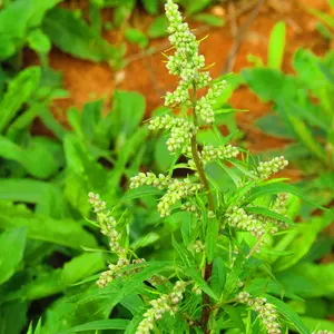 Organic Common Mugwort Seeds (Artemisia vulgaris) – 100+ Seeds for Herb Gardens, Medicinal Use, and Natural Insect Repellent