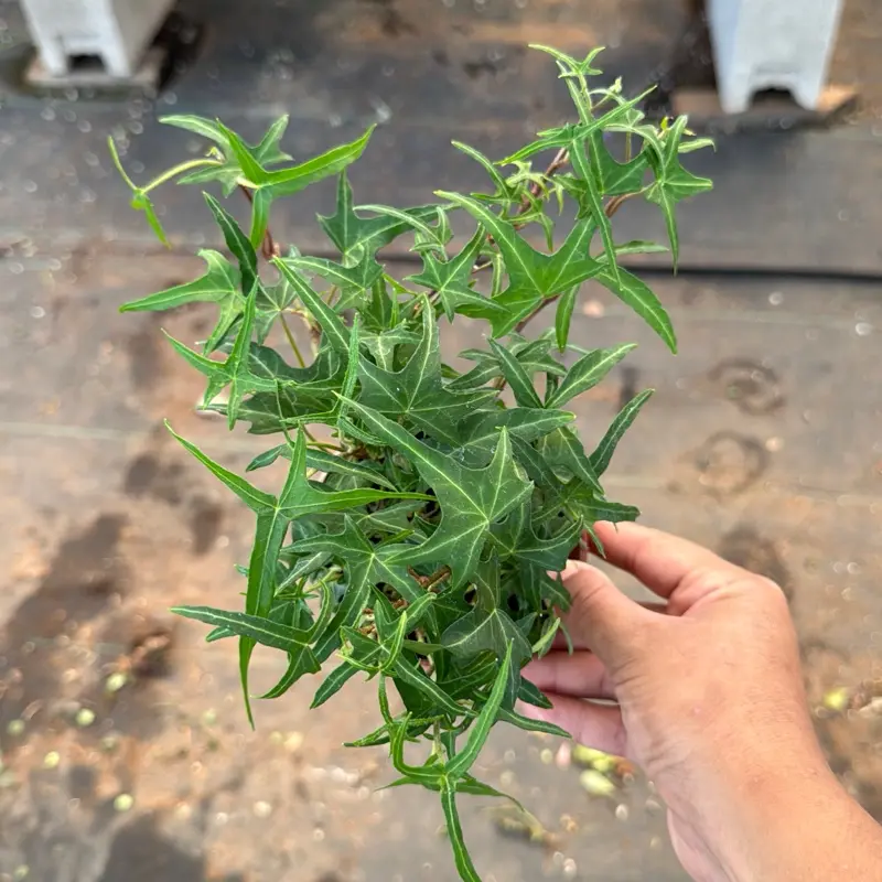 Needle Point Ivy 4 inch pot Plant Indoor or Shade Plant