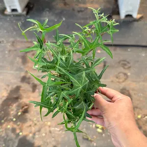 Needle Point Ivy 4 inch pot Plant Indoor or Shade Plant