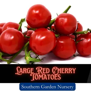 Large Red Cherry Tomato Seeds - Heat Tolerant Heirloom Garden Vegetable Seeds