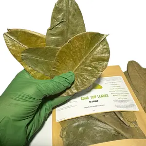 Soursop Leaves  Graviola  Healthcare Supplement Dietary Optimum Tea  Natural Herbal Alkaline Beverage