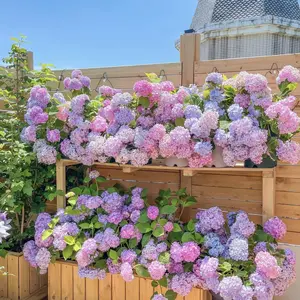 50pcs Blue Pink Purple Hydrangea Seeds - Hardy Perennial Flowers for Outdoor Gardening - Perfect for Colorful Blooms