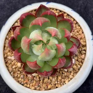 Live Mini Succulent Plants Easy Care Indoor Home Decor Ornamental Potted Plant Gift