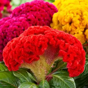 Seeds Cockscomb 600+ Seeds to Grow Celosia Cristata Celosia Cristata Velvet Flower Exotic Annual Plant Multicolor Mix