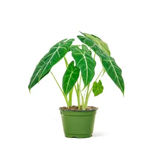 Alocasia 'Frydek', Medium