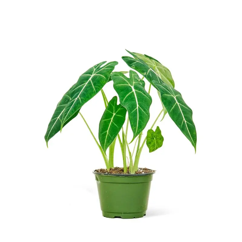 ikea alocasia - TikTok Shop