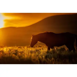 Wild Horse Silhouette Wall Art - Amber Sunset - Western Landscape Photography - Rustic Home Decor