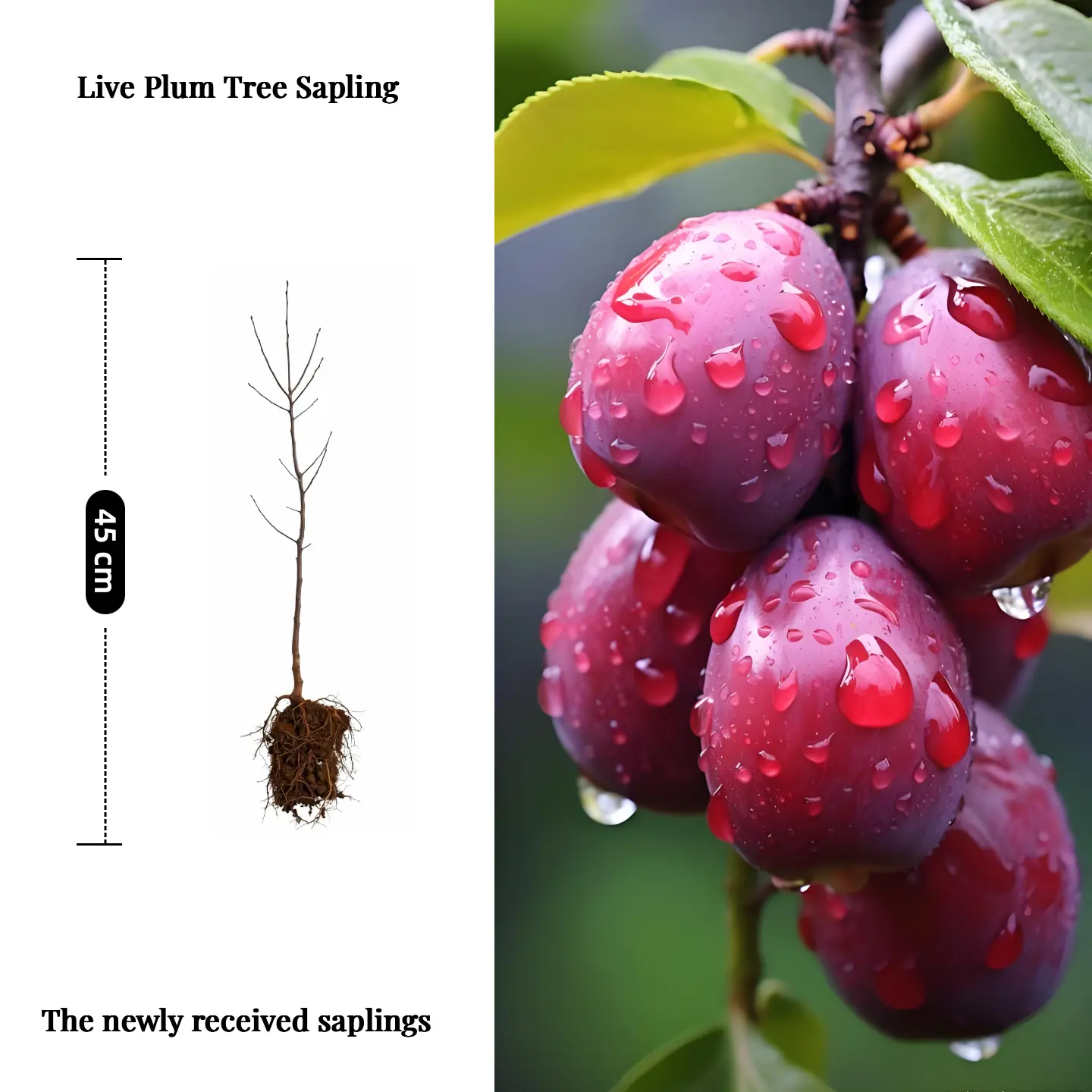 Live Plum Plant（1 plant）