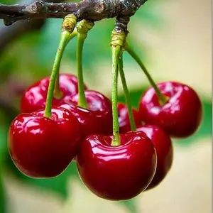 Sweet Cherry  Seeds - Non-GMO Heirloom Fruit  Seeds, Sweet & Juicy Fruits, Suitable for Indoor & Outdoor Planting, Ideal for Home Garden Cultivation