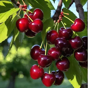 Dwaft Cherry, BigBerry Sweet Cherry Plant Live Fruit Tree | 20 inch tall