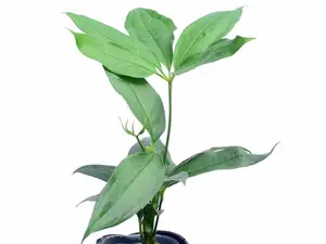 Anthurium kunthii (seedling)