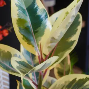 Ficus “Tineke” Rubber Tree - 4”