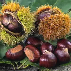 Bouche de Bétizac Chestnut Tree Seeds (Castanea crenata × sativa)