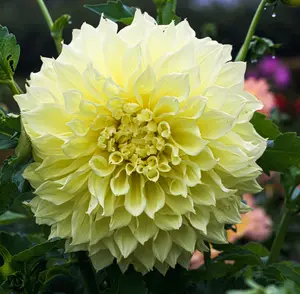 Giant Dahlia Dinner Plate Flower Seeds, Exotic Mix 100+ Seeds - Made in USA, Ships from Iowa.