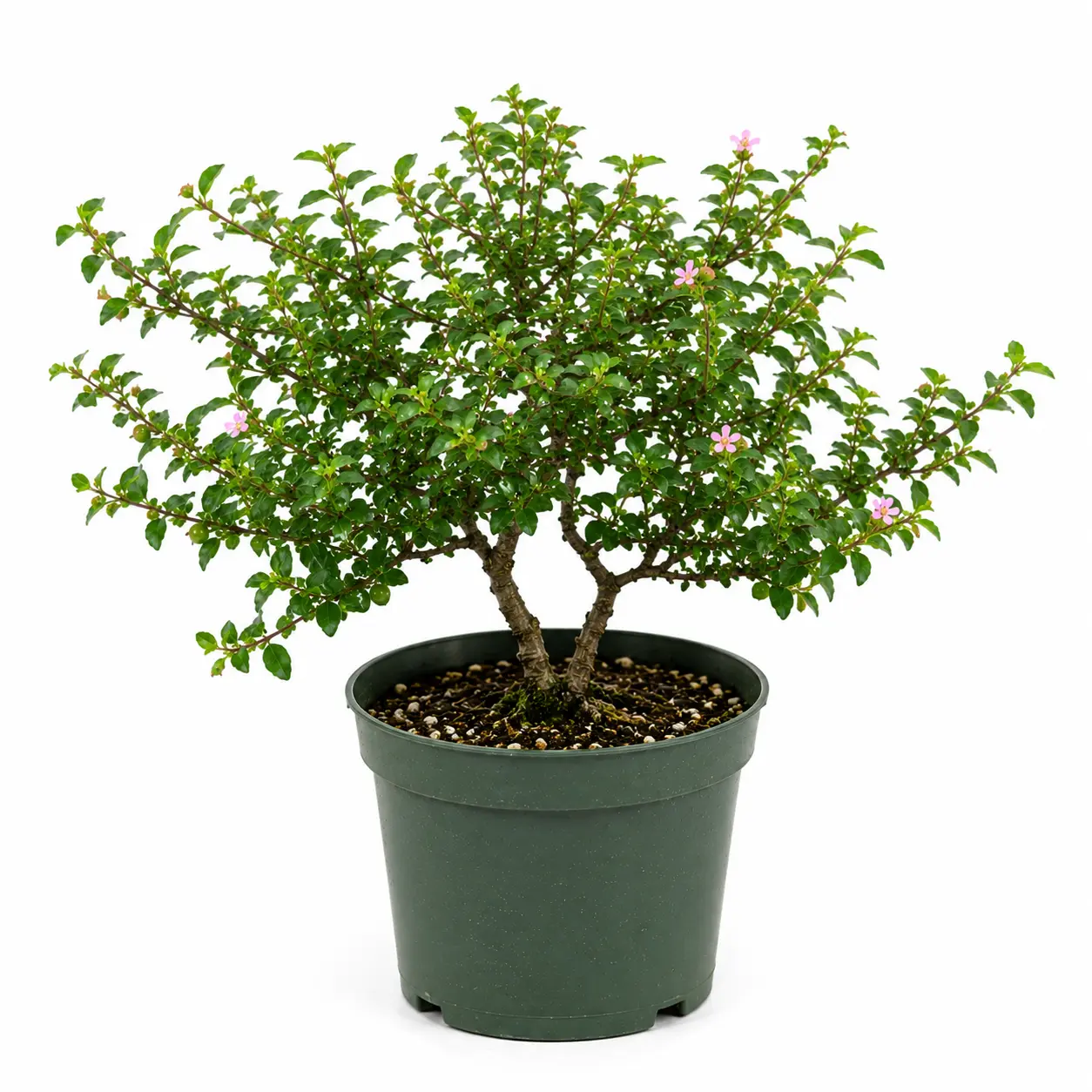 Dwarf Barbados Cherry in 6" Pot - Pre Bonsai