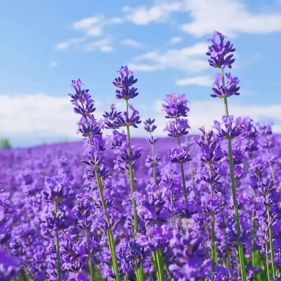 Bulk Lavender Flower Seeds Pack - 1000+ Fragrant, Soothing, Easy-to-Grow Seeds for Creating a Pollinator Paradise, Ideal for Attracting Bees & Butterflies, Bulk Flower Seeds, Seed Pack