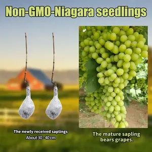Niagara Grape Vine Starter Plant – Sweet White Table Grapes for Home Garden, Easy Grow Outdoor Fruit Vine for Patio, Arbor & Backyard Landscaping