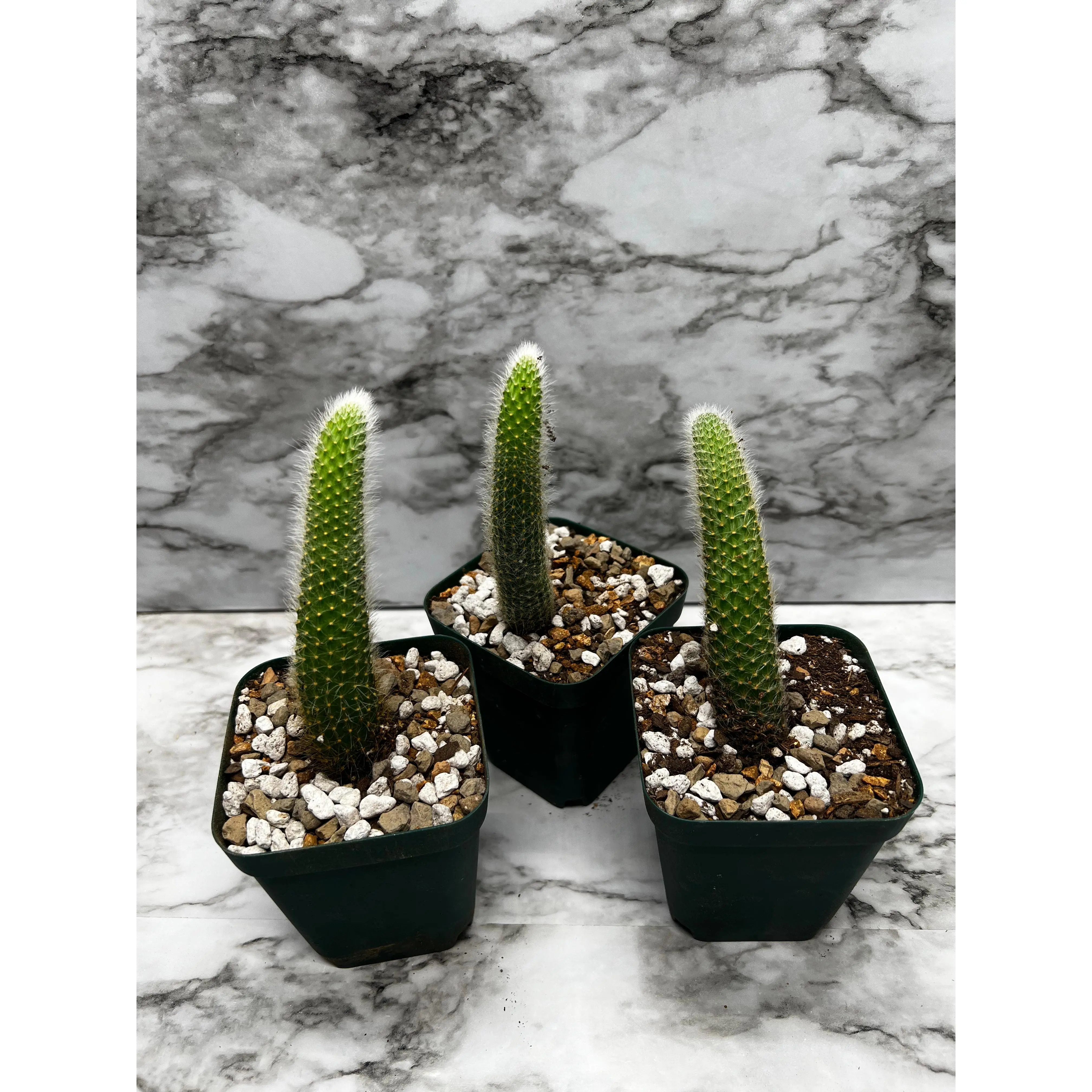 Hilderwintera/Cleistocactus winteri subsp. colademono - Monkey's Tail