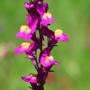 Fairy Bouquet Mix 'Baby' Spurred Snapdragon Seeds (Linaria maroccana) – Dazzling, Delicate Blooms for Long-Lasting Cottage Garden Charm