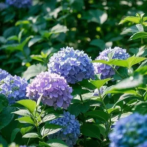 200 Pcs Hydrangea Seeds | Elegant & Colorful Blooms for Gardens, Borders, & Containers