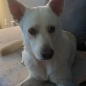 Pet Wipe Gloves for Dogs & Cats, Pet Grooming Wipes, Cleaning & Odor Removal Wipes, Ideal for Outdoor Activities & Bathless Days