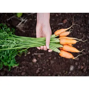 Red Core Chantenay - Organic Carrot Seeds