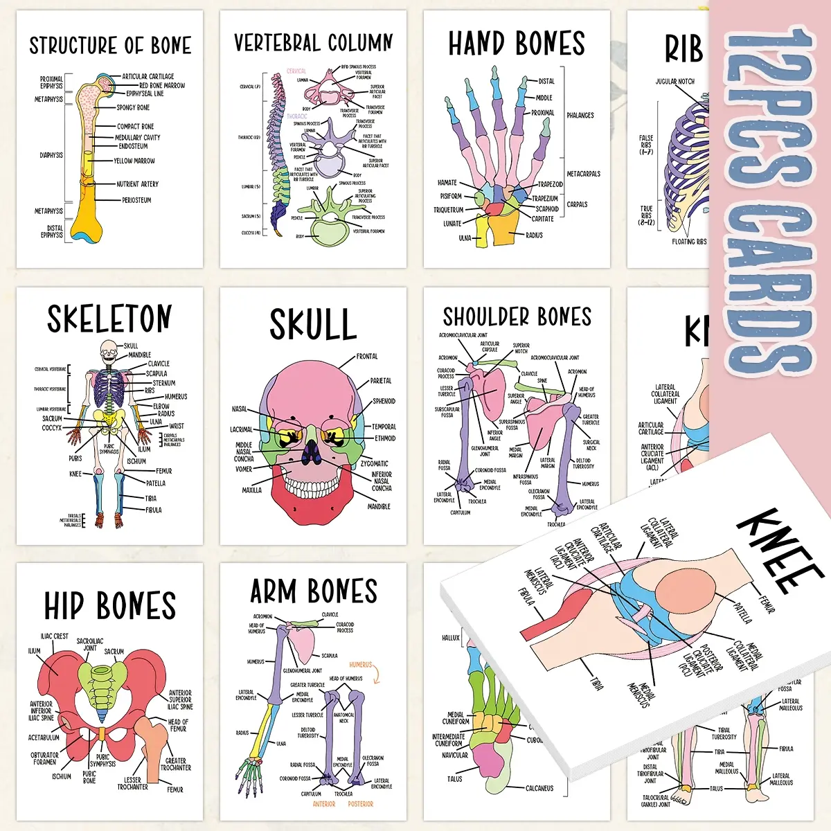 12Pcs Anatomy, Learning Flash Cards, Vocabulary Flashcards, Flashcards For Studying, for Human Skeleton Systems, Study Guide for Medical and Nursing, Includes Skeletal System Diagrams, Labeled Bones, Terminology, Bone Identification Chart
