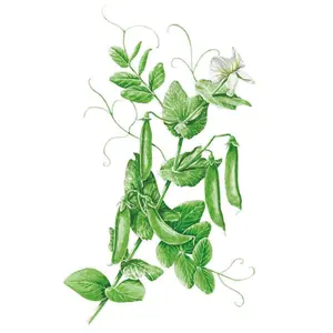 Cascadia Snap Pea Seeds