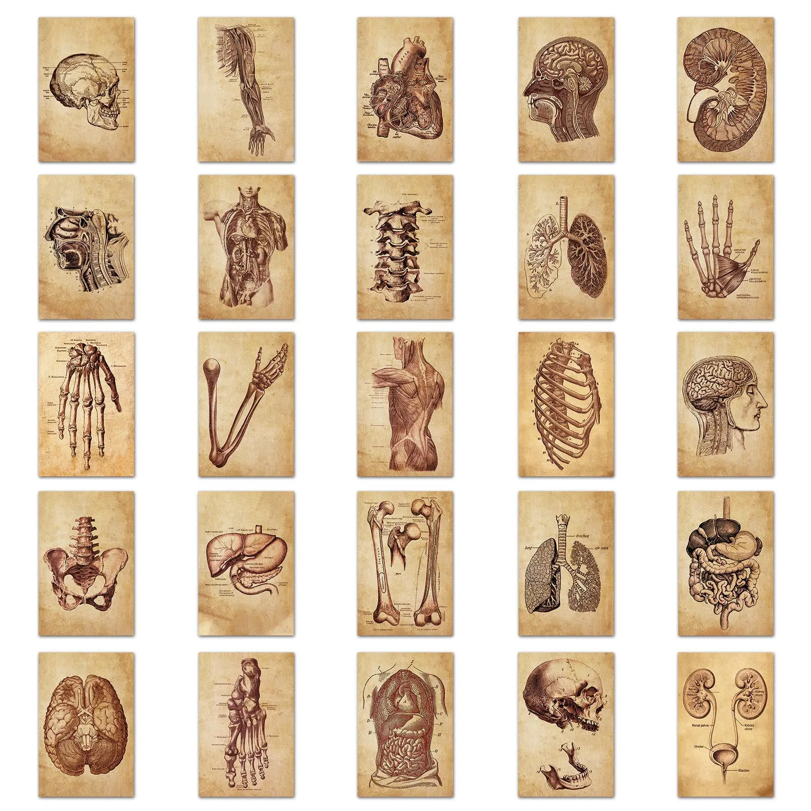 50 Pcs Vintage Medical Anatomy Stickers, Aesthetic Retro Art Sticker, Laptop Car Luggage Notebook Journaling Decal Sticker, Decorative