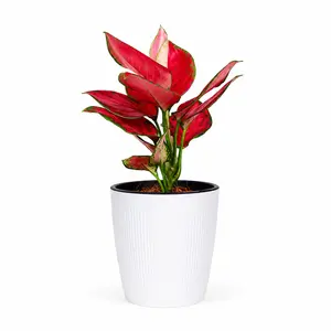 AGL001   Aglaonema Live Plant 4 Inch Pot | Chinese Evergreen Indoor Foliage Plant for Home & Office Decor