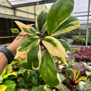 Hoya Incrassata Albomarginata – Variegated Wax Plant – 4” Pot