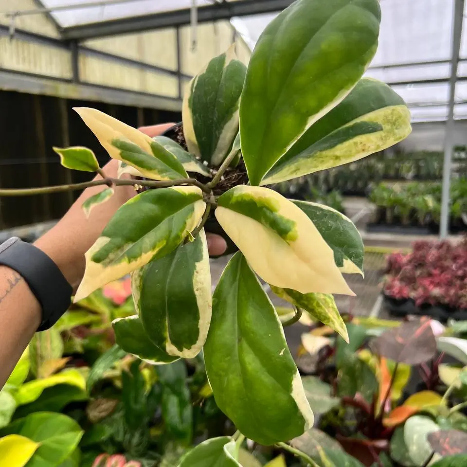 alocasia variegata rhizom Variegated Alocasia Sanderiana Bull Aurea Corms
