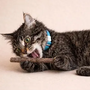 Silvervine Sticks for Cats | Natural Chew Toy, Dental Health, Enrichment