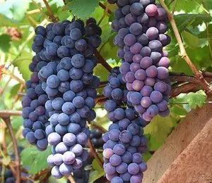 Thompson Grape Seeds Vine Plant - 30+ Sweet Excellent Flavored Green Grape Seeds - Rare Black Finger Grape Heirloom Fruit - Pale Green Oblong Grapes - Natural Growth - Zone 7-10