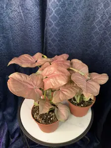 Syngonium Strawberry 4" Growers Pot Pink Houseplant
