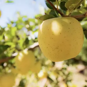 Apple 30 pcs Seeds - LargePerennial Heirloom Non-GMO Outdoor Giant Bush