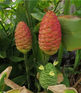 2 Shampoo Ginger Rhizomes, Zingiber Zerumbet Pine Cone Ginger Bitter Ginger Plants  Red Ginger Lily Roots For Planting, Ready To Grow