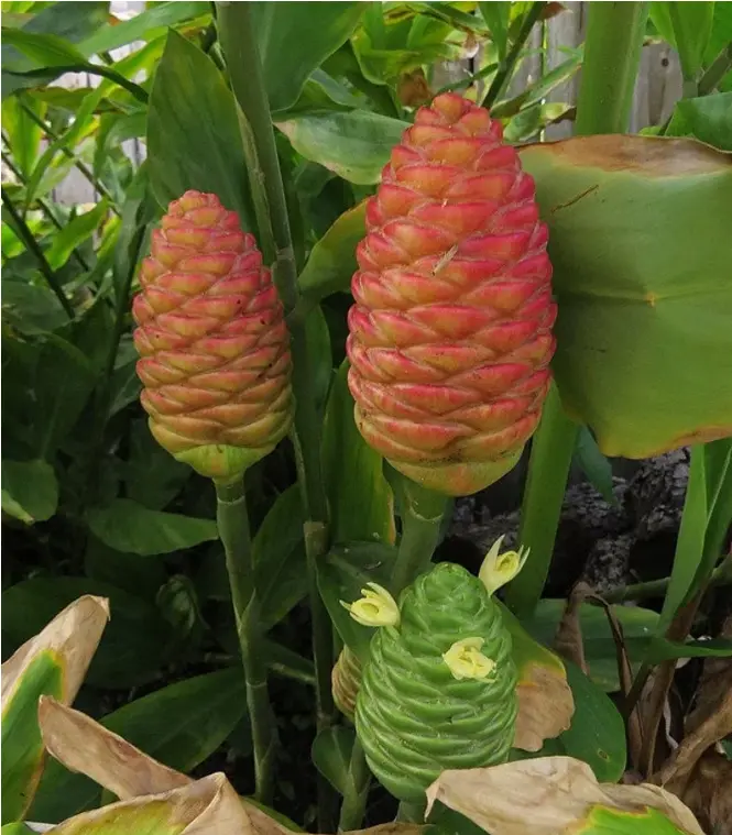 2 Shampoo Ginger Rhizomes, Zingiber Zerumbet Pine Cone Ginger Bitter Ginger Plants  Red Ginger Lily Roots For Planting, Ready To Grow