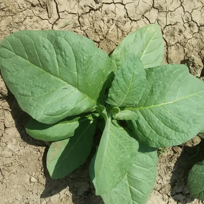 Connecticut Shade Tobacco Seeds (Nicotiana tabacum) – 50+ Seeds for Tobacco Gardens, Homegrown Leaves, and Personal Blending