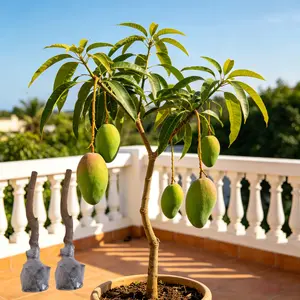(ML#FF)Premium Mango Sapling, Live Mango Tree Seedling (Mangifera indica), Grafted Fruit Tree for Home Garden Backyard Patio Container Planting, Adaptable to Warm Climates, Non-GMO, Easy to Grow