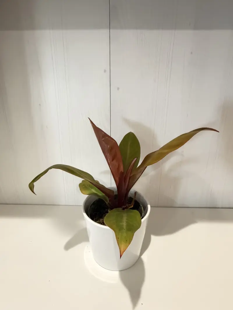 philodendron prince of orange variegata - TikTok Shop