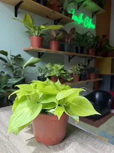 6" Philodendron Lemon Lime - Neon Heartleaf Philodendron - Philodendron Cordatum Lemon - Trailing Live Houseplant - Easy Care Plant