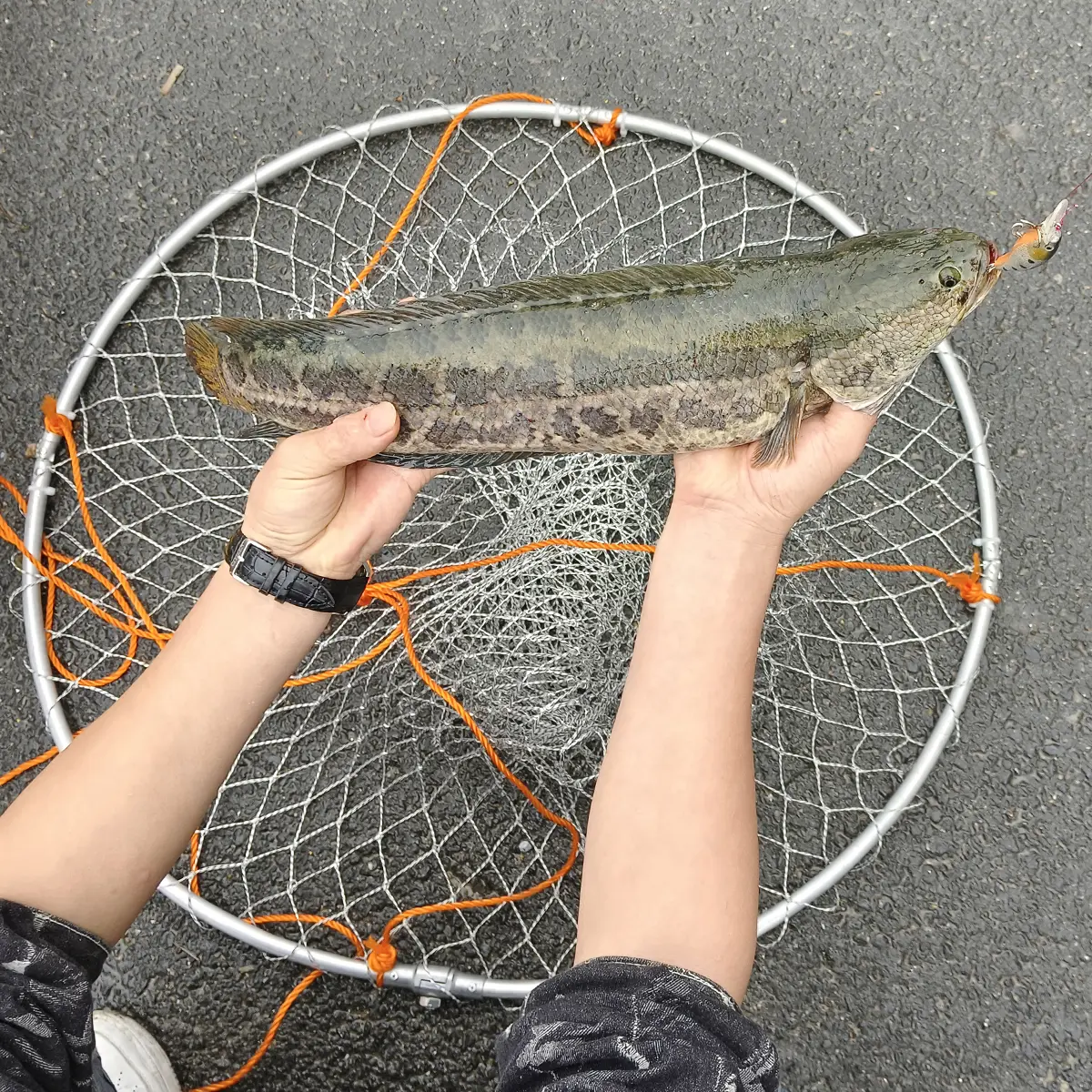 daily fish net Frabill Conservation Series Witness Weigh Make catching bait and small fish a breeze with the 8 A Fishing Pro's Lesson on
