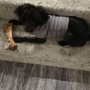 King Lou Whole Beef Shin Bone - 100% USA Grass Fed - Natural Dental Support & Chew Toy for Medium to Large Dogs - Single Ingredient - Slow Baked - No Fillers