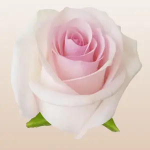 Sweet Akito Roses Light Pink Medium Bloom 42 Petals 12 Days Vase Life Fresh Imported from Ecuador Mini Pack 50 Stems