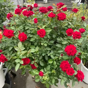 Living rose saplings, perennial flowering shrubs with roots, easy-to-maintain ornamental plants for gardens, courtyards, balconies, courtyards and outdoor decorations